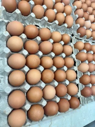 Picture of Golden Valley Brown Eggs (Small) Pack of 30