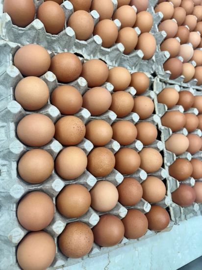 Picture of Golden Valley Brown Eggs (Small) Pack of 30